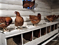 Хозяйство Воронова | Куры | Купил молодых кур несушек на яйцо. Что делаю в первые дни