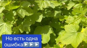 СПАСАЕМ РАСТЕНИЯ ОТ МОРОЗА