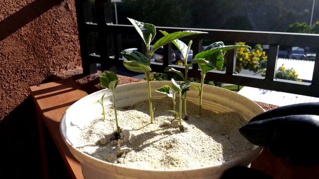 Growing Loquat Trees from Seeds, Days 58-69 смотреть онлайн