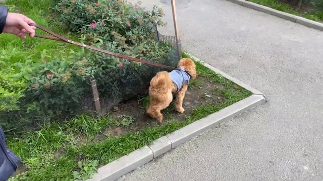 Влог #1. Купили кресло для машины. Едем с Барни на стрижку #мальтипу #влог #ксюибарни смотреть онлайн