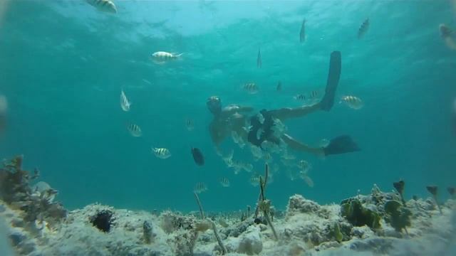 Snorkel Maroma Beach смотреть онлайн