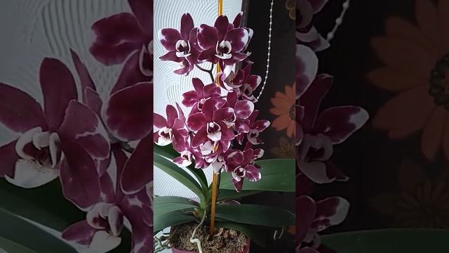 Phal. Yushan Snow Pearl '99'. Охидея Снежная жемчужина. Орхидея коровка. Орхидея панда смотреть онлайн