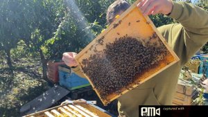 Отводок пчёл бакфаст B6 от Вальдемара Коха спустя 3 месяца / Buckfast B6 from Waldemar Koch !