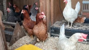 Плохо несутся зимой куры? Тогда это видео для Вас!