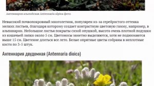 Антеннария или кошачья лапка Выращивание из семян на рассаду Посадка и уход