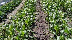 Удаляем пасынки на кукурузе.