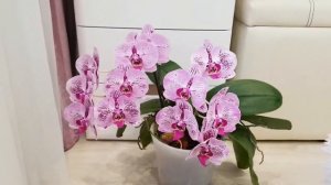 ОБИЛЬНОЕ цветение моих РОЗОВЫХ БОРДОВЫХ орхидеи pink orchids орхидея orchid фаленопсис phalaenopsis