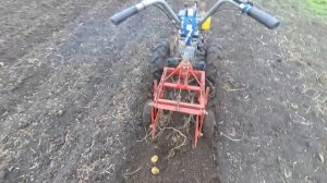 Как я копал картошку по влажной земле