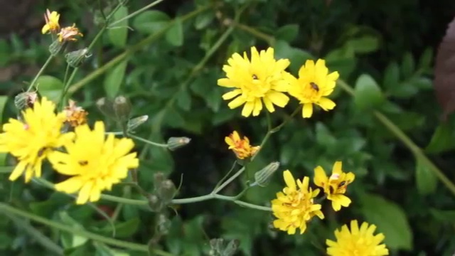  La primavera - Vivaldi смотреть онлайн