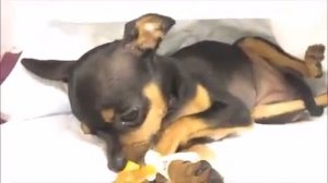 КЛОНИЧЕСКИЕ СУДОРОГИ