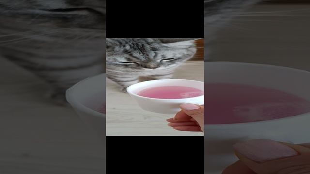 Шипучка и кот
