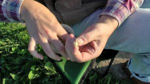 Ловим на перловку. Как правильно насадить перловку на крючок.