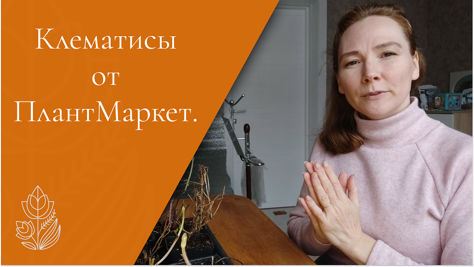 Клематисы от ПлантМаркет.