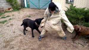 лабрадор и немецкая овчарка. охрана нкд двора