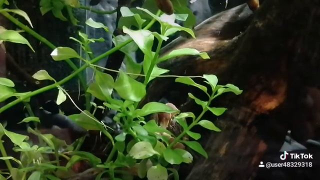 Крабник. смотреть онлайн