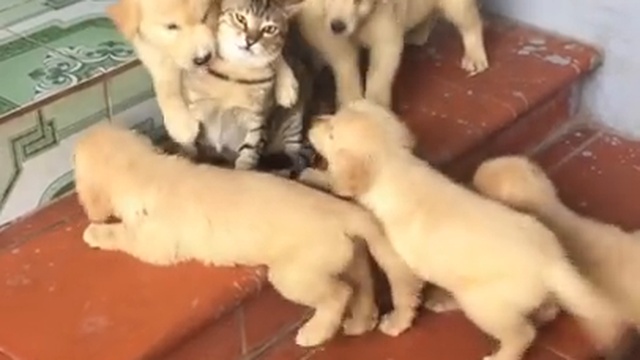 Щенки атаковали котёнка