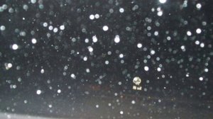 Заплутали мишки, заплутали... Дворовая песня - TINA RUSSIAN