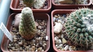 Кактусы с бутонами.Цветение  Lobivia.Обзор от 9 апреля...