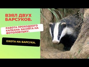 Охота на барсука  Взял двух барсуков  Работа проходного капкана