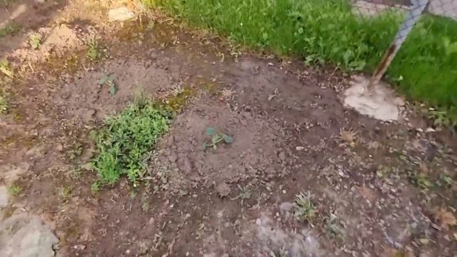 почему помидоры не вкусные?, а могли быть вкусными! смотреть онлайн