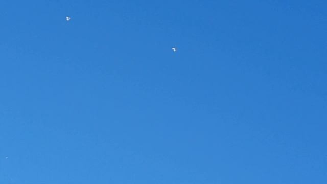 Бакинские голуби кайфуют смотреть онлайн