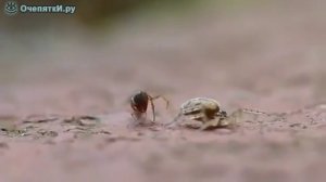 Паук против муравья