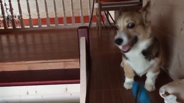 Очень милый щенок вельш корги пемброк❤️ смотреть онлайн