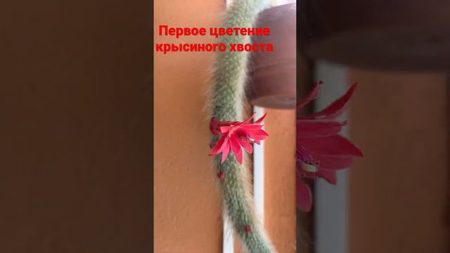 hildewintera aureispina кактус  😳