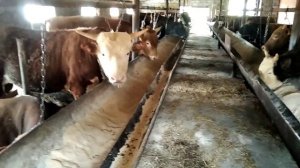 Бука парвари  дар Рассия