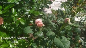 Английские розы. Первая волна цветения. Сезон 2022г.