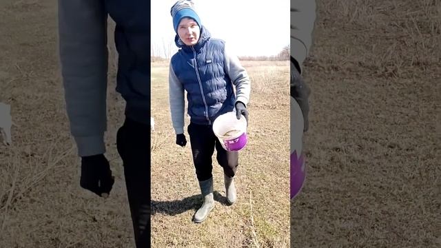 Открыли пасбищный сезон #animals #sheep #Pasture season #алтай #овцы #козы #пастбище #алтайскийкрай