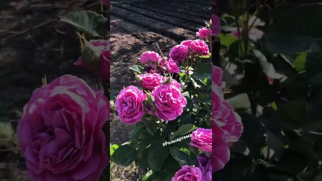 Штамбовая Роза Минерва #розыартема #саженцыроз #штамбовыерозы #garden