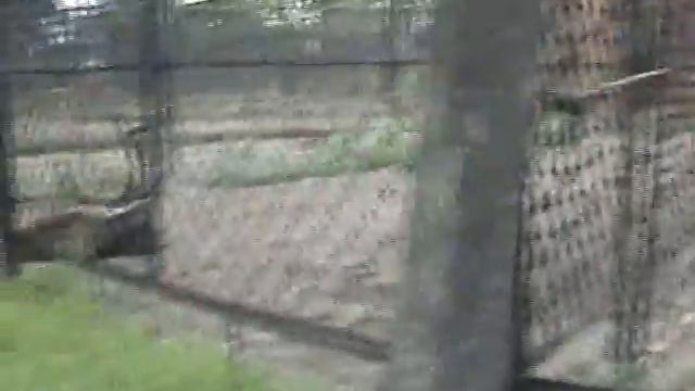 зоопарк в Питере смотреть онлайн