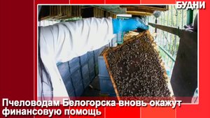 Пчеловодов поддержат финансово