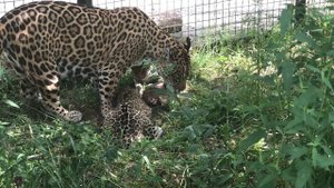Мамаша ягуар играет со своими котятами и учит ловкости! Тайган