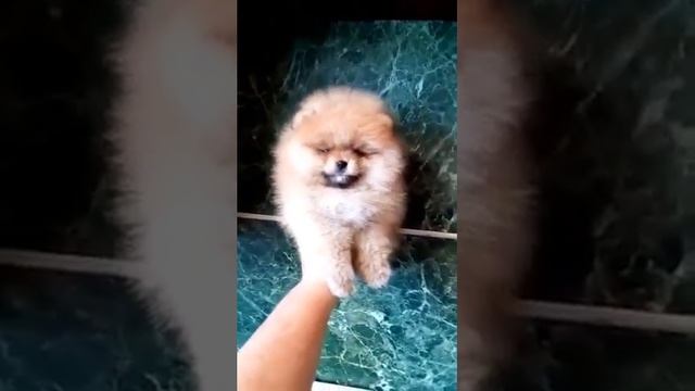 super mini pom!!! Курносая помераночка в типе БУ. Мини щенок померанский шпиц ТИП МИШКА