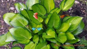 Хоста гибридная Стейнд Гласс (hosta stained glass) ? обзор: как сажать, луковицы хосты Стейнд Гласс
