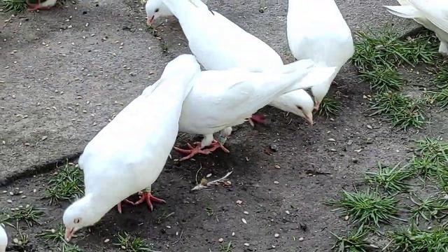 Бакинские Голуби 12 перые смотреть онлайн