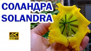 Соландра Грандифлора цветение зимой лианы