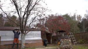 Омолаживающая обрезка старых яблонь