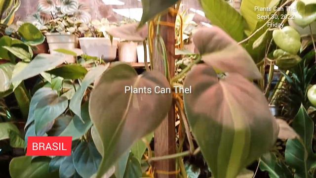 Trellis or Climbing Plants on the Pole