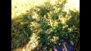 БЕНЗО КОСА, ТРИММЕР ДЛЯ ТРАВЫ И БУРЬЯНА