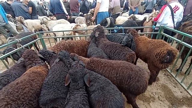 Шовот пир мол куй бозори нархлари 3 Май 2023