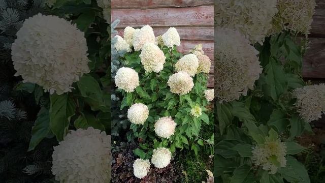 Hydrangea Paniculata Summer Love (Гортензия метельчатая Саммер Лав) #метельчатыегортензии