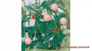 Мимоза обыкновенная Стыдливая (stydlivaya) ? Стыдливая обзор: как сажать, семена мимозы Стыдливая