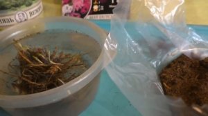 Как сохранить саженцы цветов до весны?  Флокс метельчатый - сохраняем цветы до высадки в грунт.