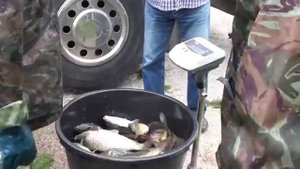 Зарыбление карпом в Светлых горах 24.07.2015