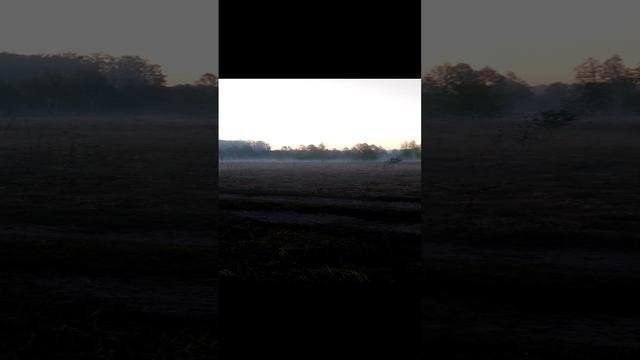 Утро в лесу. Холод. Туман.