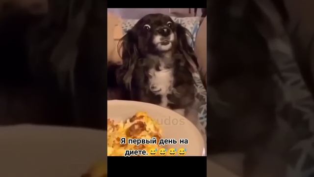 смешное видео