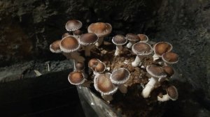 тэстируем помещение подвал для экзотики шиитаке рейши гериций опята 2020.08.08.